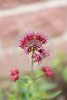 Red spur flower, Centranthus ruber,