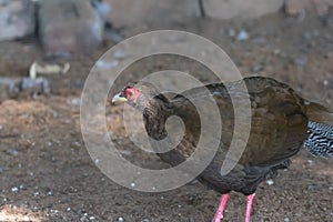 Red spurfowl Galloperdix spadicea Bird of Pheasant Species perching on the ground in the aviary