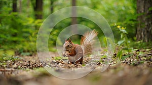 Red sqirrel in the park