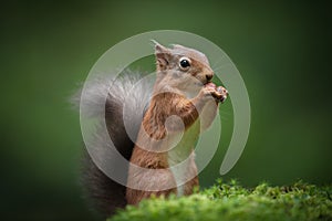 Red Sqirrel standing.
