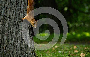 Red squirell close up Sciurus vulgaris