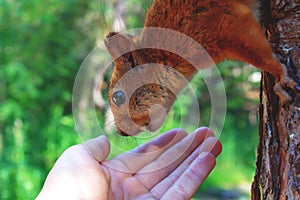 Red squirell eating nut from hand. Close-up