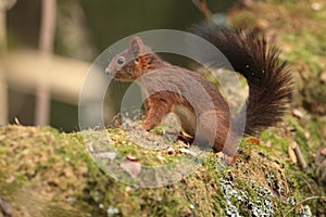 Red squirell on a mossy branch.