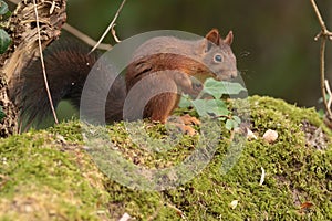 Red squirell on a mossy branch.