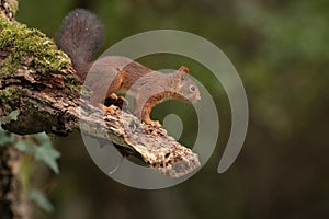 Red squirell on a mossy branch.