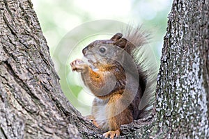 Red squirell with nut in her hands on tree