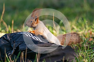 Red squirell Sciurus vulgaris climbs onto a backpack lying on the ground