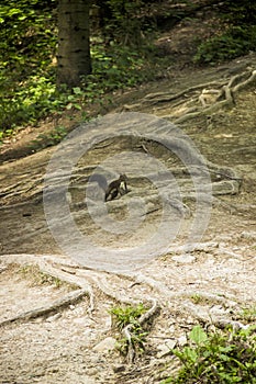 A red squirell sciurus vulgaris in the forest