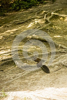 A red squirell sciurus vulgaris in the forest