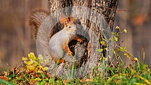 Red squirell Sciurus vulgaris in the wild