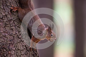 Red squirell on a tree with a nut