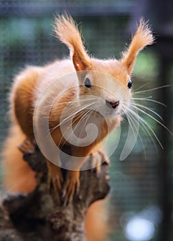 Red Squirre