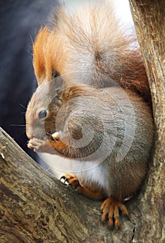 Red Squirre