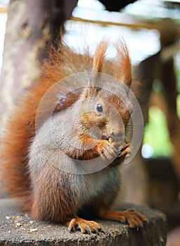 Red Squirre