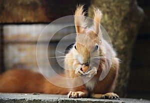 Red Squirre