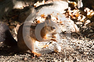 Red squirrel