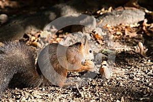 Red squirrel