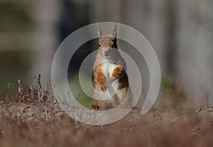 Red Squirrel