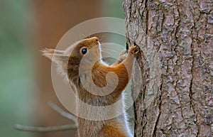 Red Squirrel