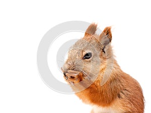 Red squirrel