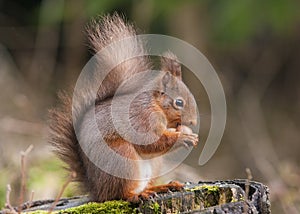 Red Squirrel