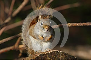 Red Squirrel