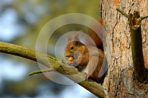 RED SQUIRREL