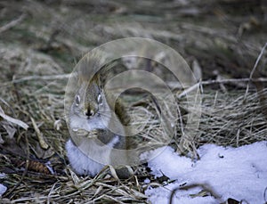 Red Squirrel Enjoys A Sunflower Seed photo