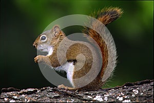 Red Squirrel - tamiasciurus hudsonicus