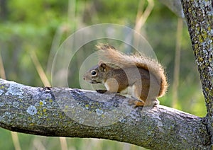 Red Squirrel