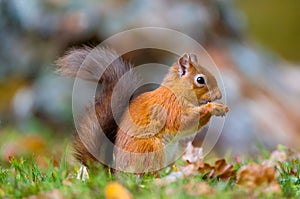 Red Squirrel