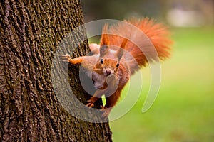 Red squirrel photo