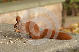 Red Squirrel