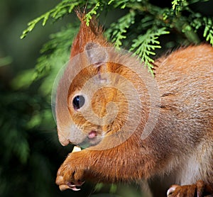 Red Squirrel