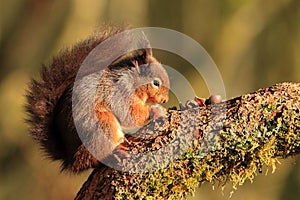 Red Squirrel