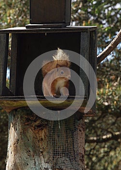 Red squirrel