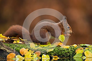 Red squirrel