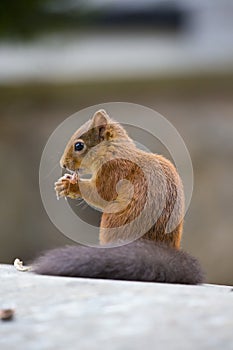 Red Squirrel