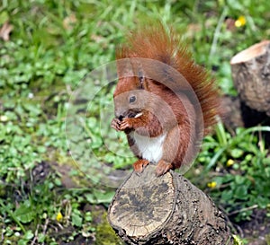 Red squirrel