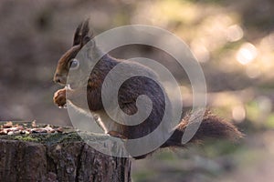 Red Squirrel