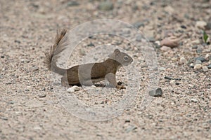 Red Squirrel