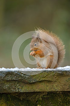 Red Squirrel