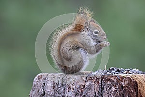 A Red Squirrel