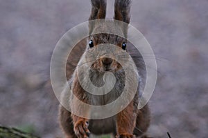 Red squirrel