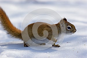 Red Squirrel  700202