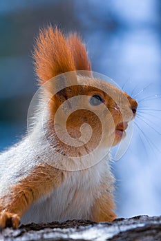 Red squirrel