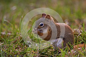 Red Squirrel  800300