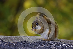 Red Squirrel  800305