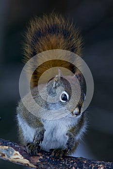 Red Squirrel  829886