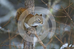 Red Squirrel   838685
